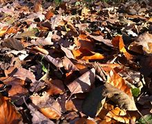 Image result for Deciduous Tree Leaf Identification