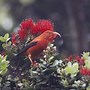 Image result for Small Long Beaked Birds