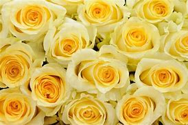 Image result for Soft Yellow Roses