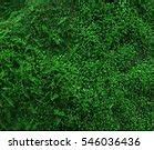 Image result for Leaves to Colour