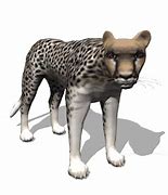 Image result for Cheetah Clip Art