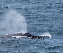 Image result for Great Humpback Whale