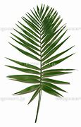 Image result for Palm Tree Branch