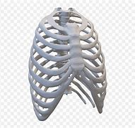 Image result for Rib Cage Images Person