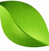 Image result for Android Leaf PNG