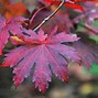 Image result for Leaf Path Icon