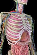 Image result for Human Anatomy Rib Cage Organs