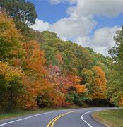 Image result for Common Michigan Trees