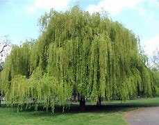 Image result for Weeping Willow Tree in Winter