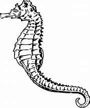 Image result for Sea Horse Clip Arts Black and White