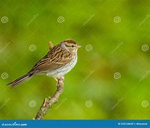 Image result for Red Bird and Tree Branch Illustration