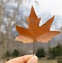 Image result for Canadian Maple Leaf Door