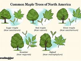 Image result for Sugar Maple Branch