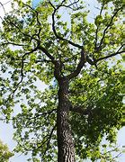 Image result for American Chestnut Oak Tree Large