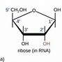 Image result for Secondary Structure of RNA