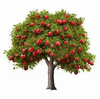 Image result for Apple Tree with Majors Vector