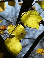 Image result for Branches of Botany