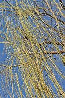 Image result for Willow Tree Branch