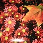 Image result for Fall Flowers Screensavers