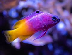 Image result for Cartoon Fish Illustration