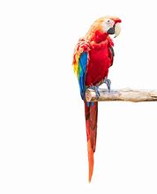 Image result for Bird with Plain Background