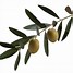 Image result for Olive Branch Clipart