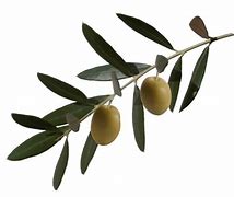 Image result for Olive Branch Graphic Clip Art