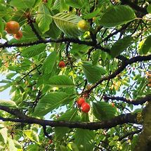 Image result for Identify Cherry Tree