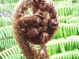 Image result for Cinnamon Fern Fronds