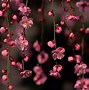 Image result for High Resolution Flower Brown Background