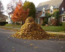 Image result for Jungle Leaf Pile