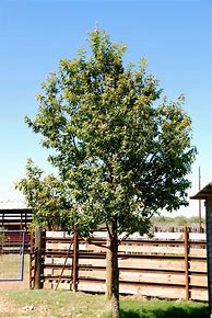 Image result for Monterrey Oak Tree