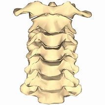 Image result for Cervical Spine Vertebrae Anatomy