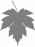 Image result for Maple Leaf Silhouette Vector