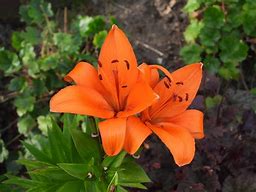 Image result for Scout Fleur De Lis