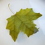 Image result for 3D Fall Leaves