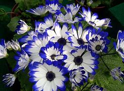 Image result for Bright Colored Flowers