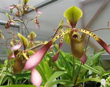 Image result for maroon orchid