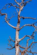 Image result for Big Willow Tree Silhouette