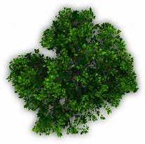 Image result for Top View Trees Plans