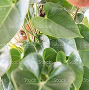 Image result for Hiding Behind Plant