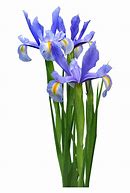 Image result for Small Iris Flower Clip Art