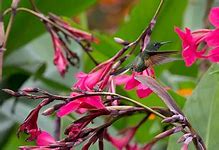 Image result for Hummingbird Flower Coloring Pages