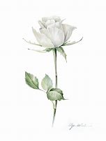 Image result for White Rose Watercolor