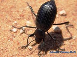 Image result for Stink Bug Beetle