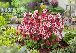 Image result for Columbine Early Bird Red ND Yellow