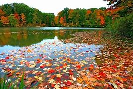 Image result for fall colors desktop background