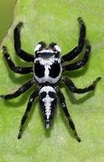 Image result for World's Rarest Spider