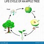 Image result for Apple Tree Life Cycle