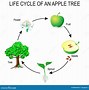 Image result for Apple Tree Life Cycle Worksheet for Kids